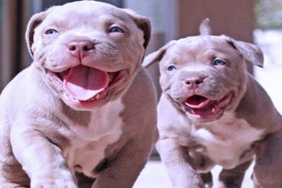 nombres-para-perros-pitbull-cachorros-1