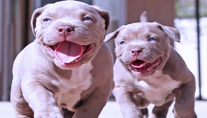 nombres-para-perros-pitbull-cachorros-1