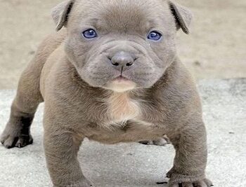 pitbull-cachorro-1