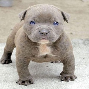 pitbull-cachorro-1