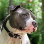 pitbull-colby-1