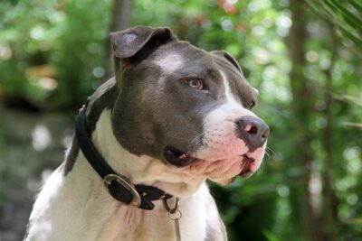 pitbull-colby-1