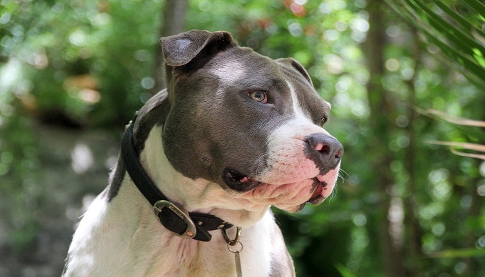 pitbull-colby-1