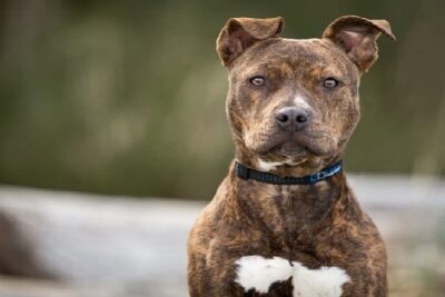 pitbull-pynat-1
