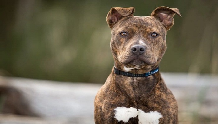 pitbull-pynat-1