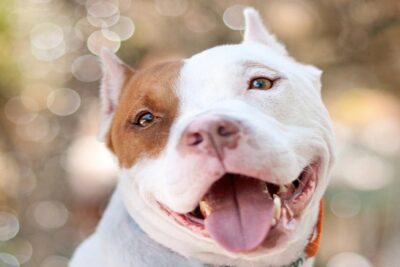 pitbull-ventajas-y-desventajas-5