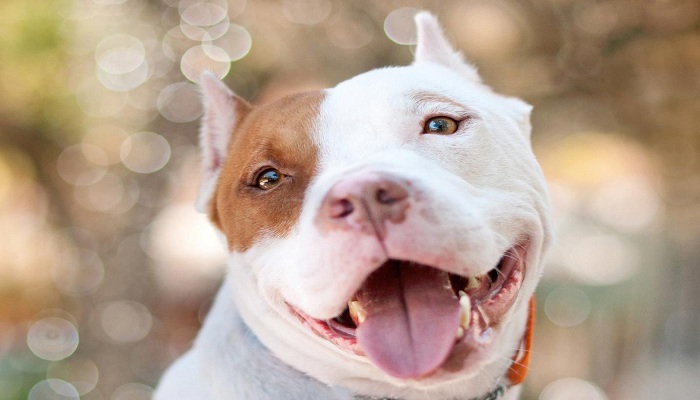 pitbull-ventajas-y-desventajas-5