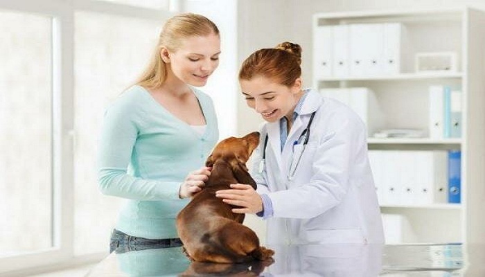 reflujo-en-perros-2