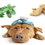 remedios-caseros-para-perros-con-vomito-1