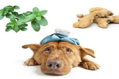 remedios-caseros-para-perros-con-vomito-1
