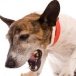 tipos-de-vomitos-en-perros-2