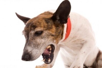 tipos-de-vomitos-en-perros-2