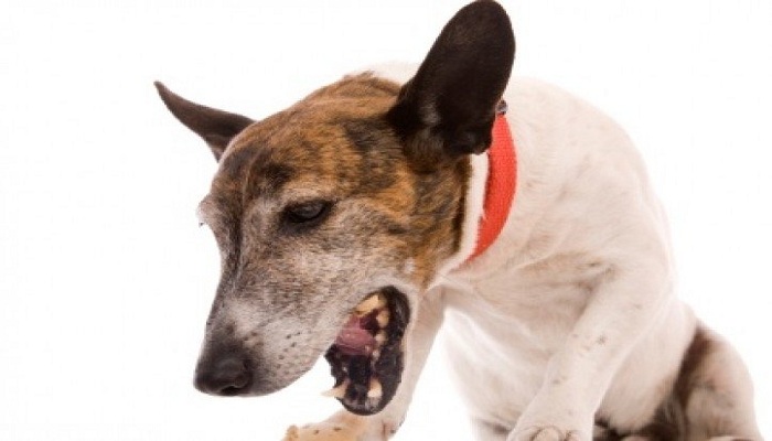 tipos-de-vomitos-en-perros-2