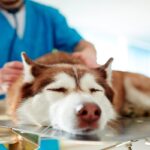 tratamiento-para-diarrea-con-sangre-en-perros-1