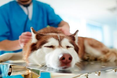 tratamiento-para-diarrea-con-sangre-en-perros-1