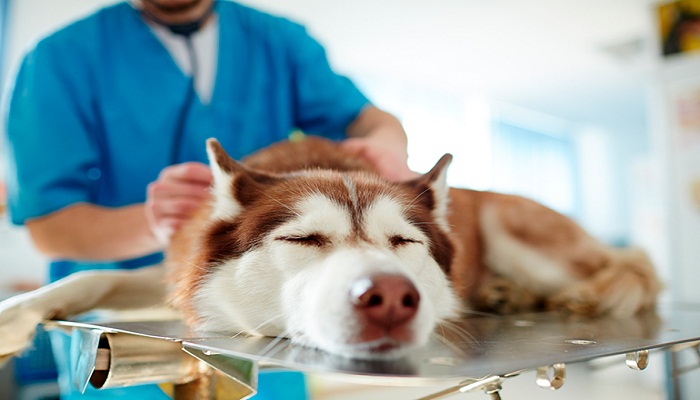tratamiento-para-diarrea-con-sangre-en-perros-1