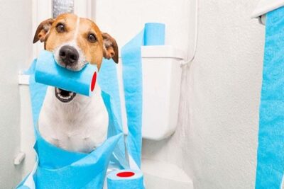 vomito-y-diarrea-con-sangre-en-perros-3