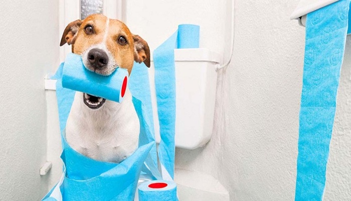 vomito-y-diarrea-con-sangre-en-perros-3