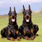 como-entrenar-a-un-doberman-6