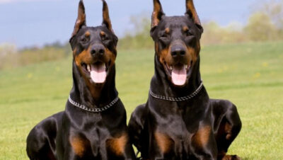 como-entrenar-a-un-doberman-6
