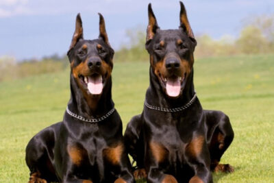 como-entrenar-a-un-doberman-6