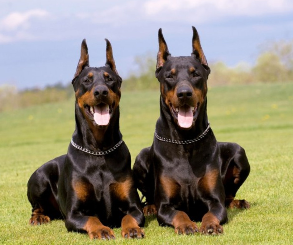 como-entrenar-a-un-doberman-6