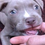 cómo-entrenar-a-un-pitbull-cachorro-para-que-no-muerda-7