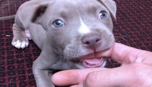 cómo-entrenar-a-un-pitbull-cachorro-para-que-no-muerda-7