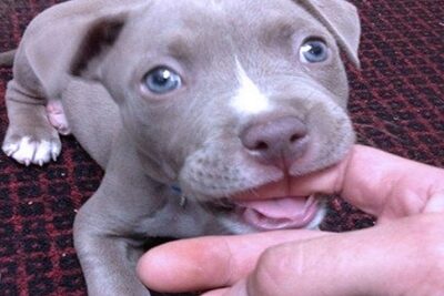 cómo-entrenar-a-un-pitbull-cachorro-para-que-no-muerda-7