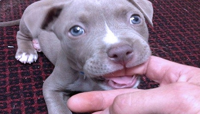 cómo-entrenar-a-un-pitbull-cachorro-para-que-no-muerda-7