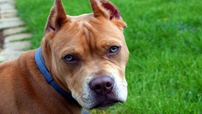 como-entrenar-un-pitbull-para-pelea-1