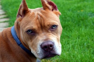 como-entrenar-un-pitbull-para-pelea-1