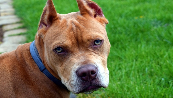 como-entrenar-un-pitbull-para-pelea-1