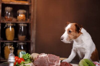 como-hacer-comida-casera-para-perros-1
