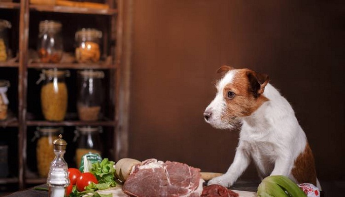 como-hacer-comida-casera-para-perros-1