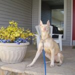 doberman-blanco-1