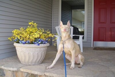 doberman-blanco-1