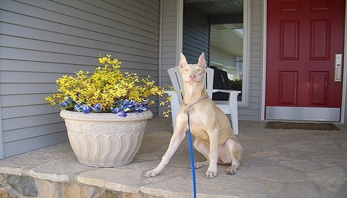 doberman-blanco-1