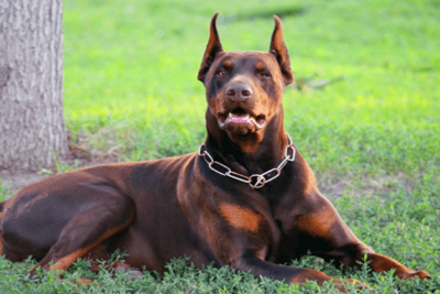 doberman-marrón-5