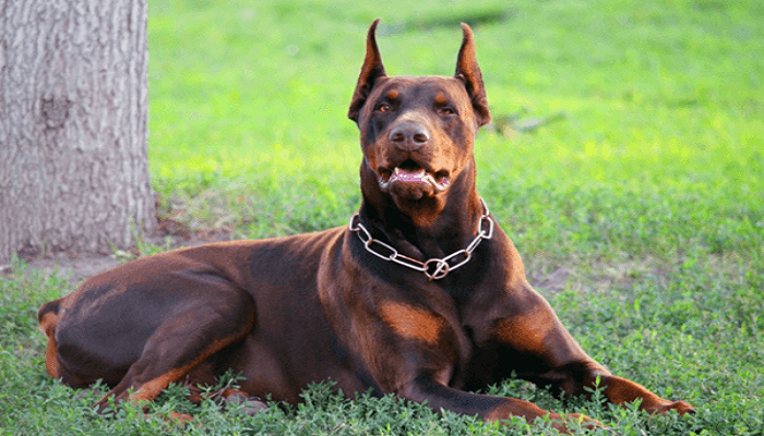 doberman-marrón-5