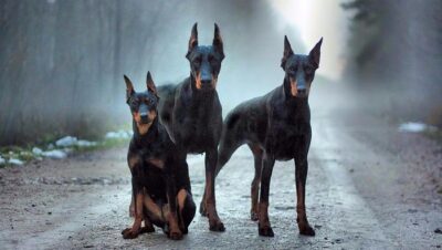 doberman-negro-5