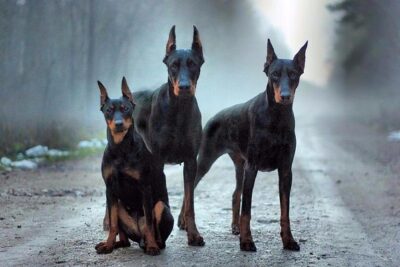 doberman-negro-5