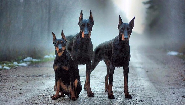 doberman-negro-5