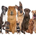 mejores-marcas-de-comidas-para-perros-1