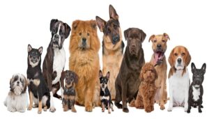 mejores-marcas-de-comidas-para-perros-1