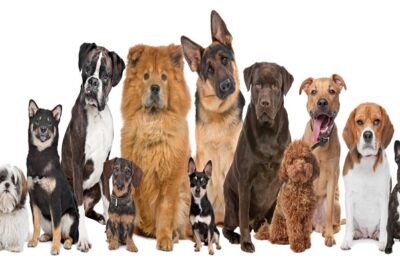 mejores-marcas-de-comidas-para-perros-1