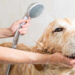 mejores-shampoo-para-dermatitis-7