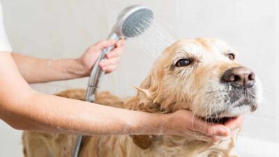 mejores-shampoo-para-dermatitis-7