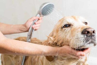 mejores-shampoo-para-dermatitis-7