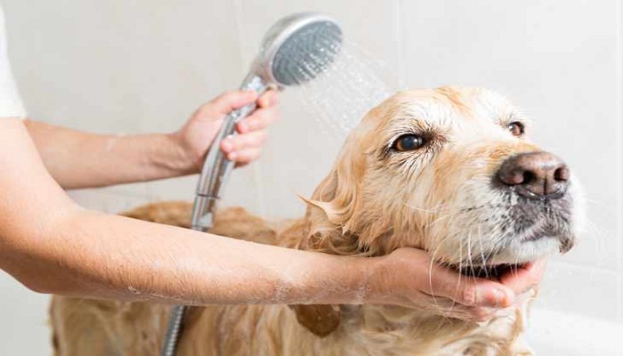 mejores-shampoo-para-dermatitis-7